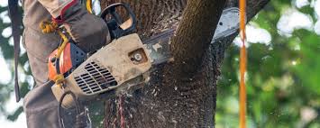 Professional Tree Care in Greeley, CO
