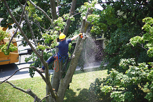 Best Lawn Watering Services  in Greeley, CO